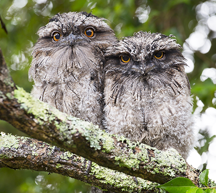 Bildresultat för ugglor