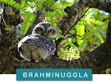 brahminuggla