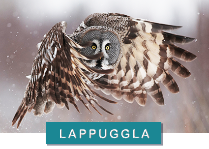 lappuggla