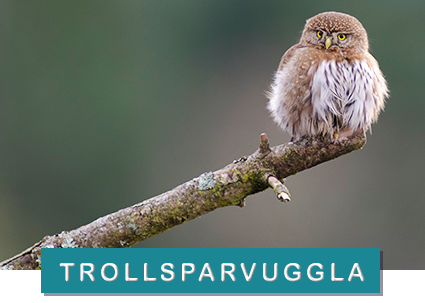 © Glen Bagshaw trollsparvuggla