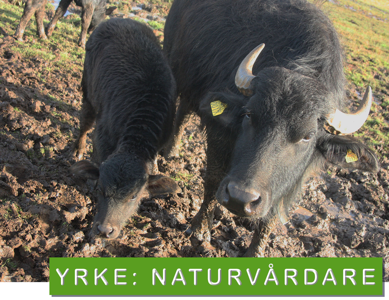© My Andersson / WWF Vattenbufflar