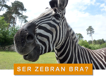 Foto: pixabay/creativecommons zebra