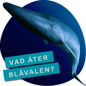 Blåval