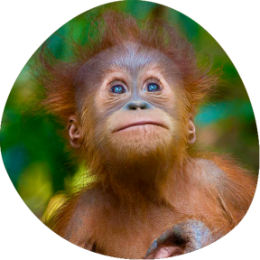 orangutang