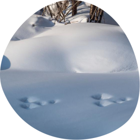 Spår i snön
