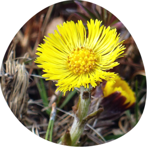 Tussilago