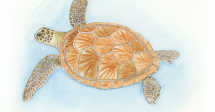 Rita havssköldpadda
