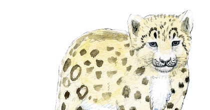 Snöleopard unge