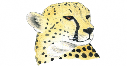 Gepard