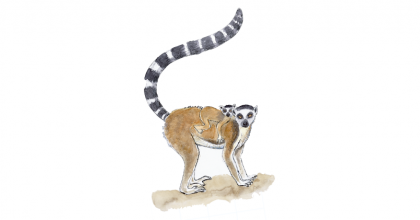 Lemur