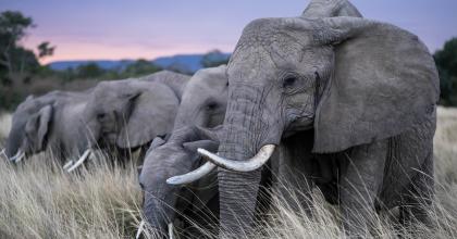 Elefanter i Kenya