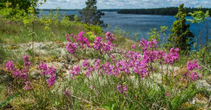 Tjärblomster