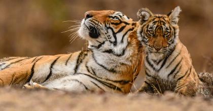 Tigrar © Shutterstock / Bhasmang Mehta / WWF-International