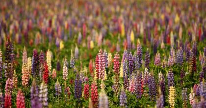 Blomsterlupin