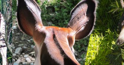 Okapi