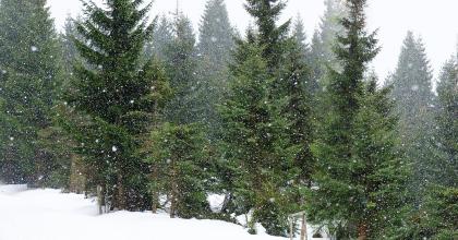 granskog i snö