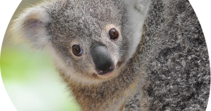 Koala unge