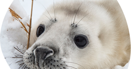 Gråsäl unge Foto Ola Jennersten WWF