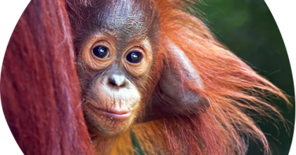 Orangutang quiz