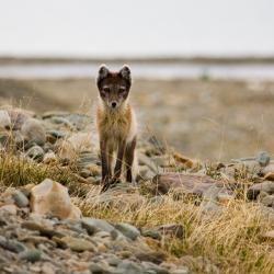 Fjällräv