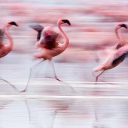 Flamingos som springer